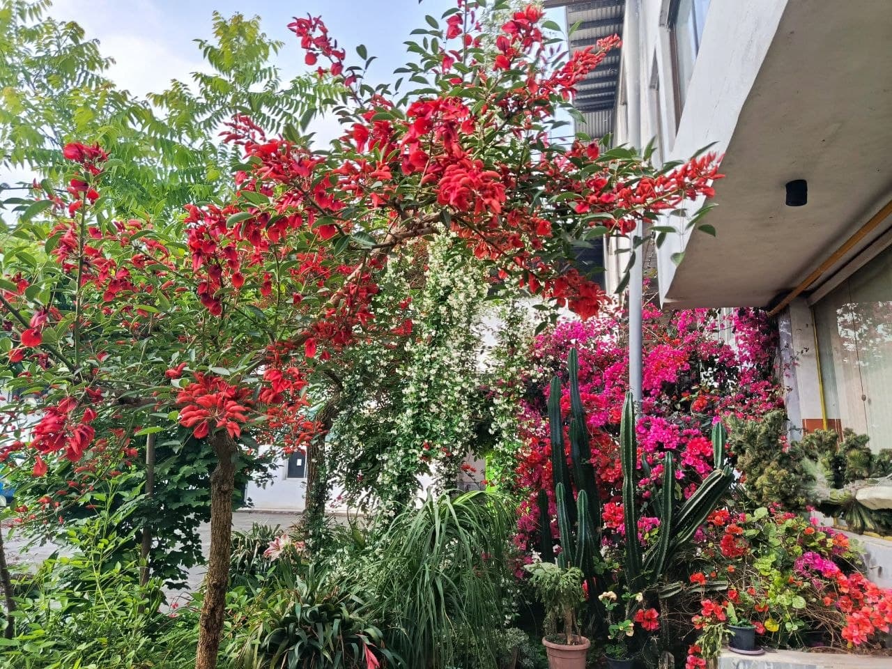 تصویر گالری سهره